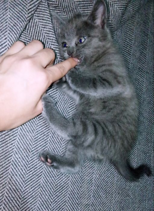 Отдам котят бесплатно в хорошие руки