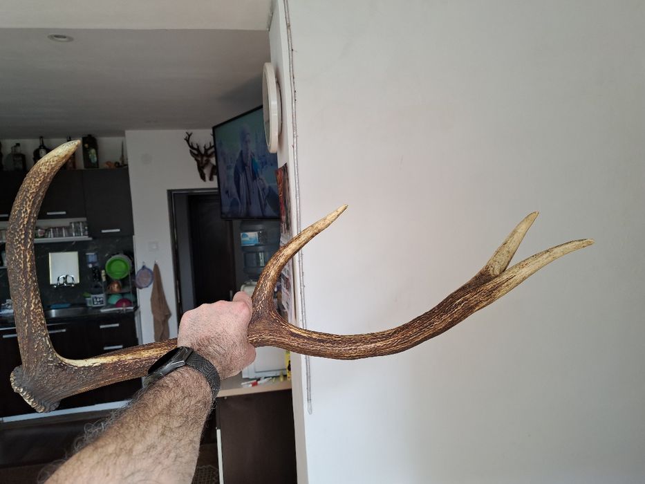 Рог от елен със 4 израстъкаа