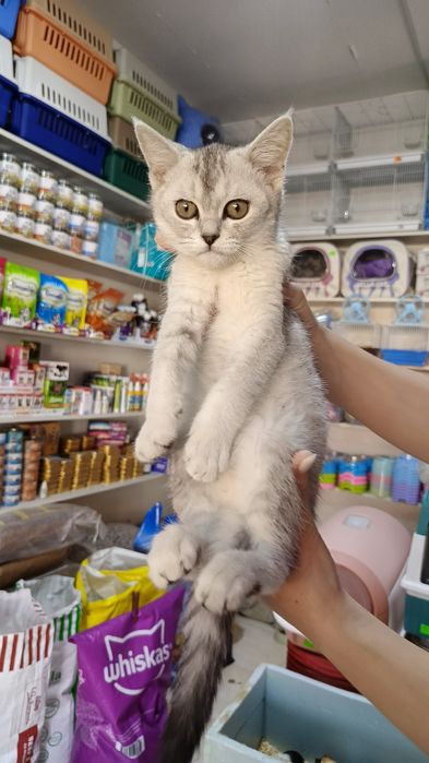 Продаются котята шиншиллы