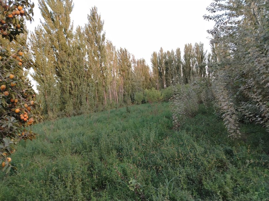 уй жой сотилади Фуркат тумани Пахтаобот кишлоги