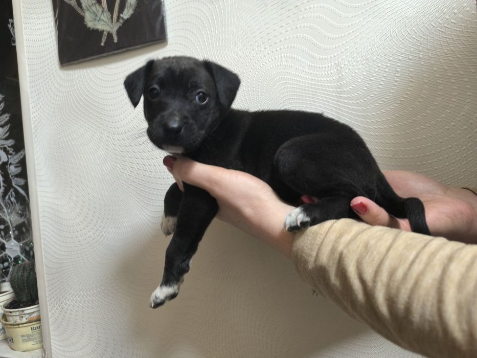 Няшки-неволяшки в хорошие руки