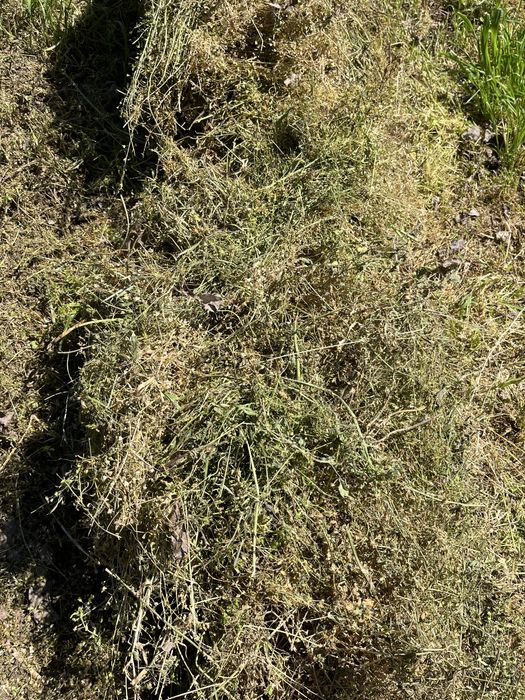 Продавам Бали Царевичак,Сено и Люцерна реколта 2025