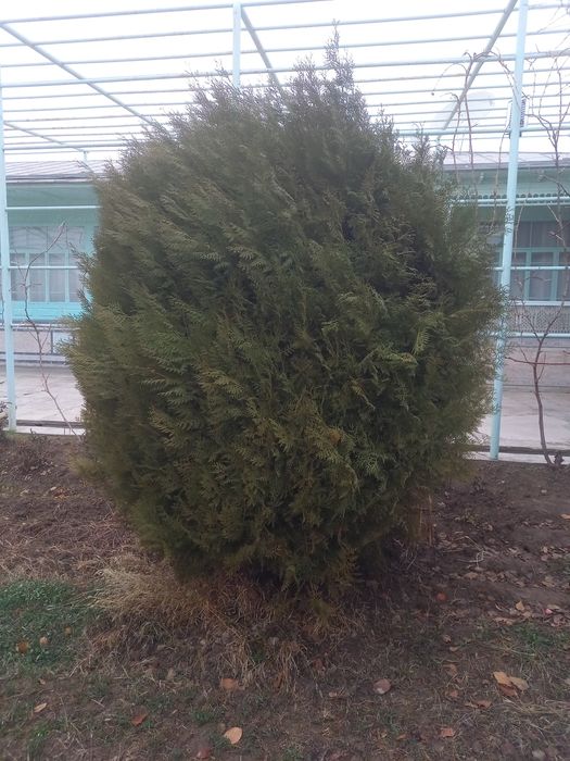 Archa sotiladi balandligi 2mt diametri 1.5mt atrofida