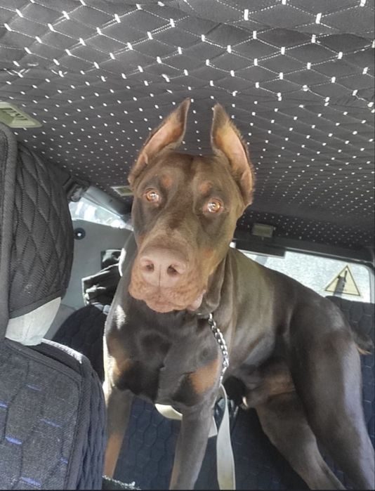 прекрасные щенки  добермана,