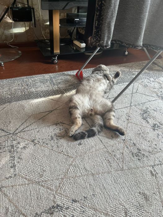 Кот британский