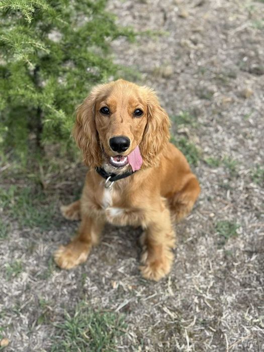 Кокер мъжки 1год.