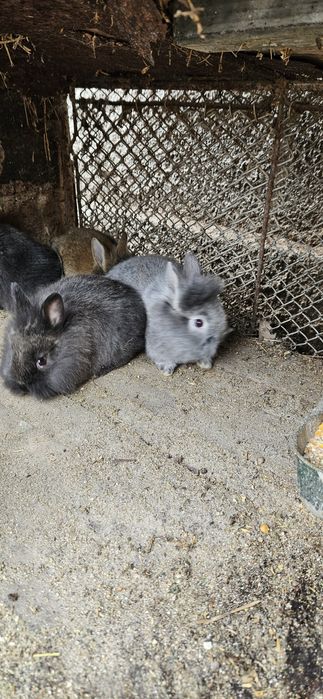 Iepurași cap de leu