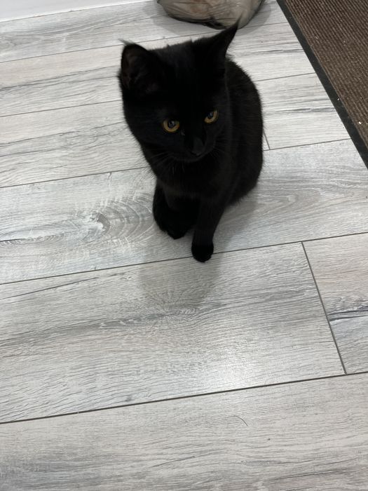 Кошка черная домашняя