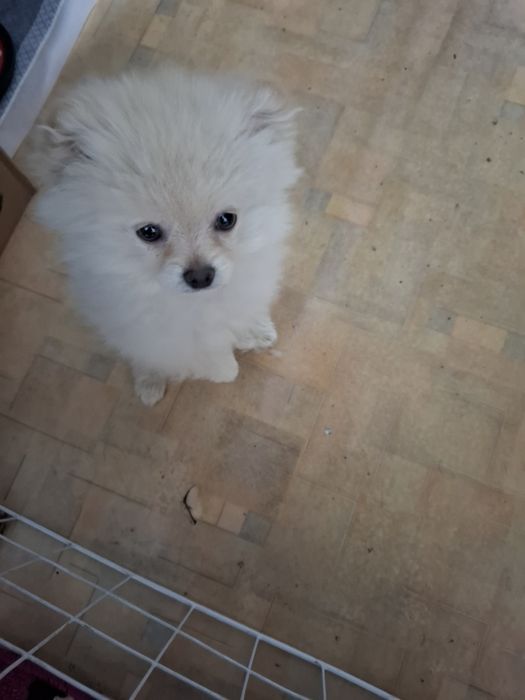 Продам шенкаНемецкого шпица