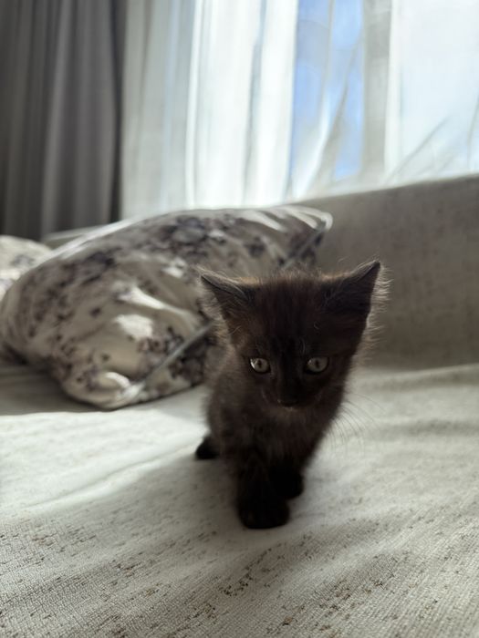 Отдадим котят в добрые руки
