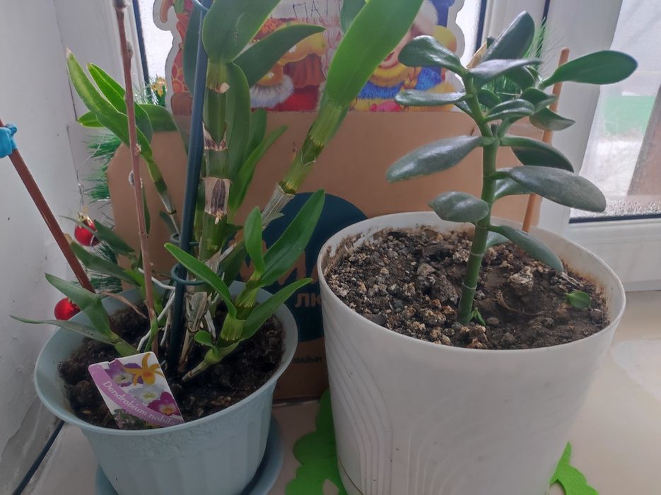 Продам Цветы комнатные