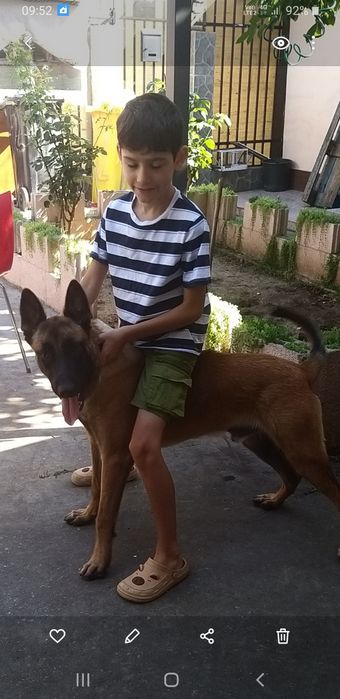 Caine maliinois 8 lluni-200 euro