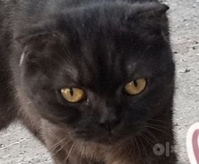 Отдам в добрые руки