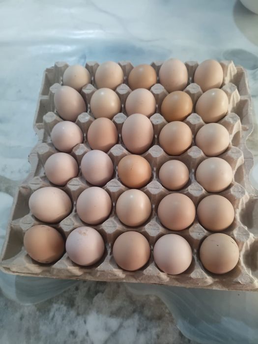 Продам яйца породистых кур...