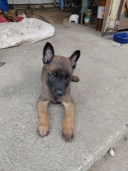 Câine ciobanesc belgian