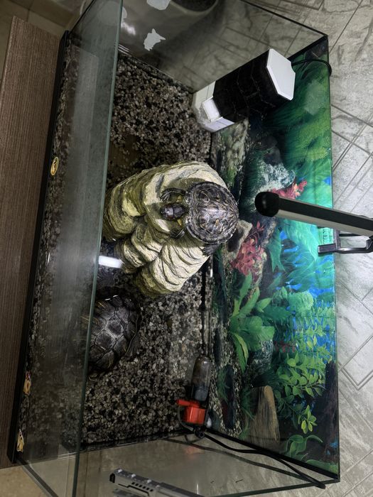 Продам красноухих черепах