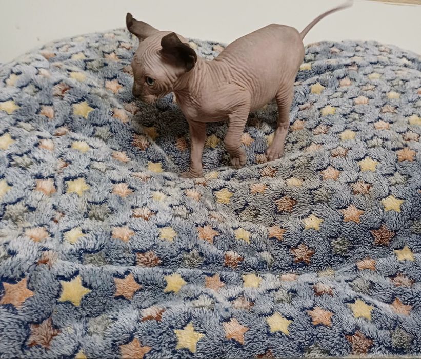 Котенца канадски сфинкс и елф