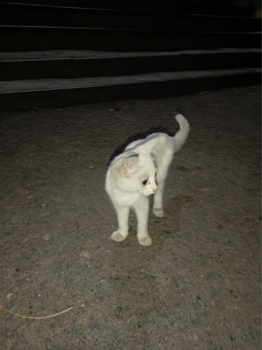 Отдам котенка девочку