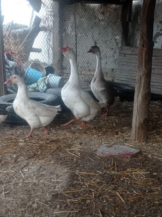 Гозлар сотилади.