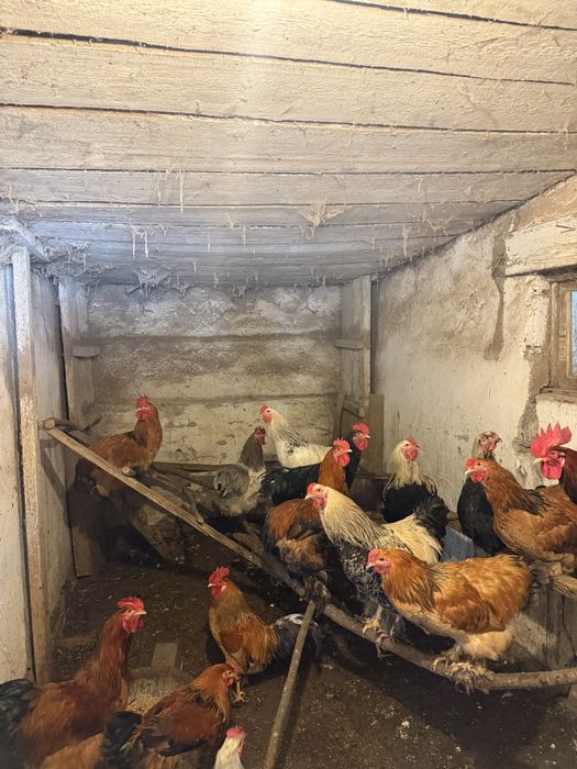 Продаются петухи брама