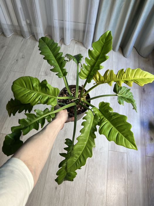 Филодендрон Золотой крокодил