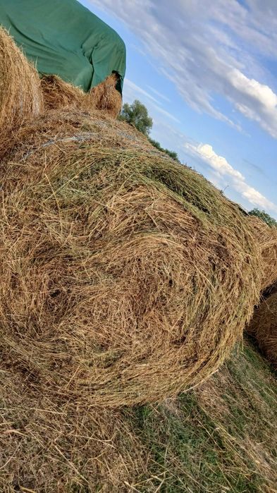 Baloți de lucernă