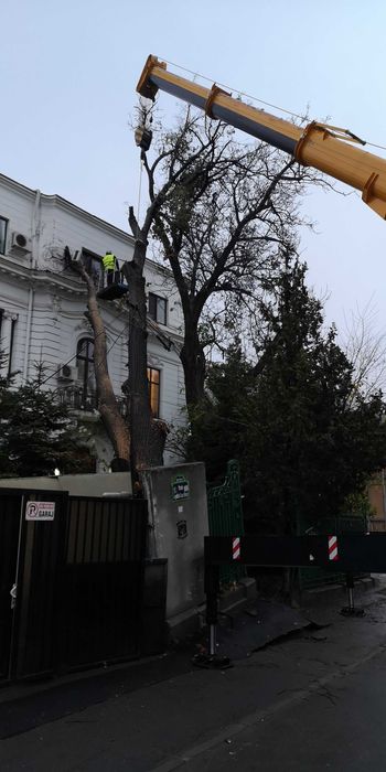 Toaletari/Defrisari Arbori