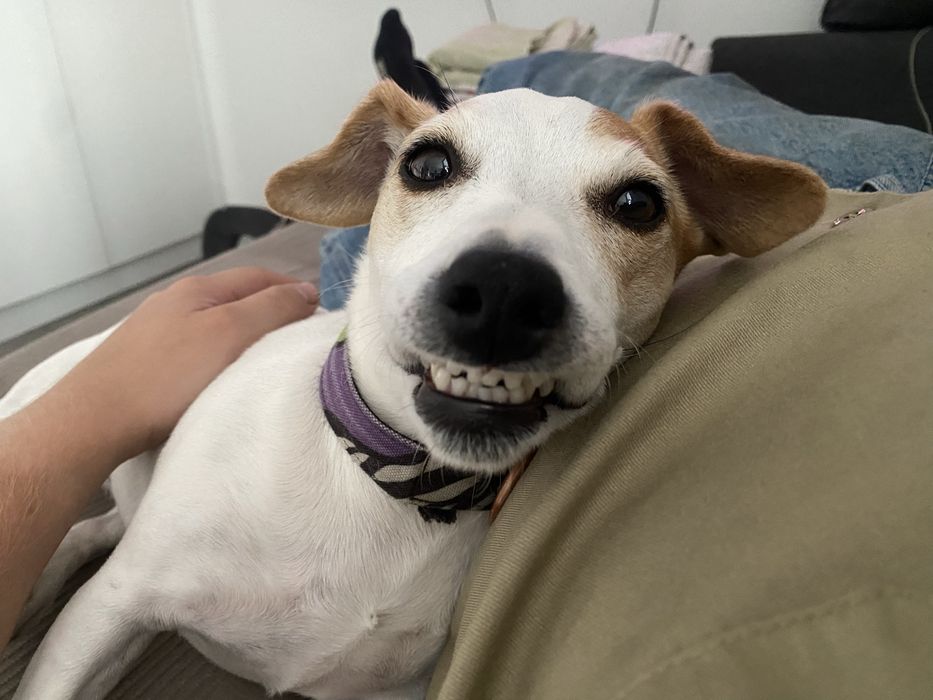 Передержка собак