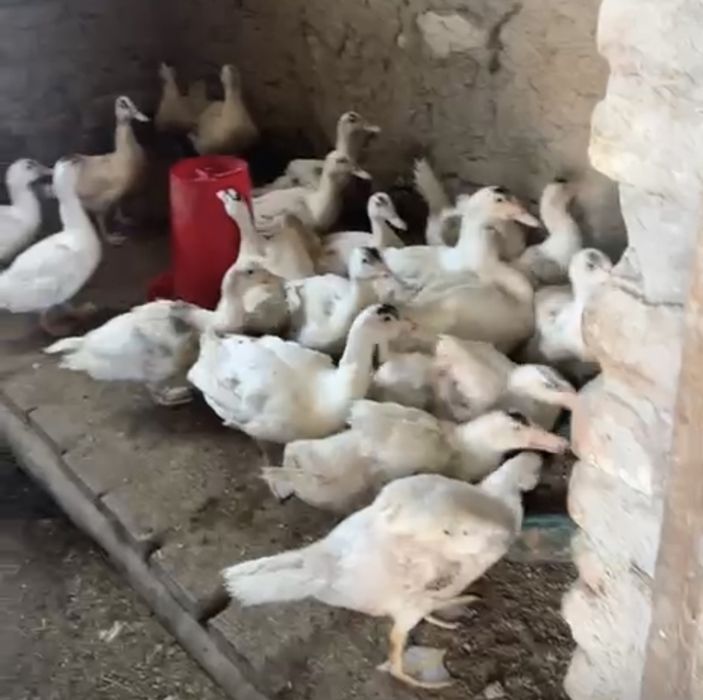 Ақ ауыр салмақты Индаутка Мулард