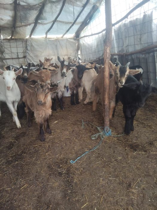 Iezi și iede pt prasila sau sacrificat