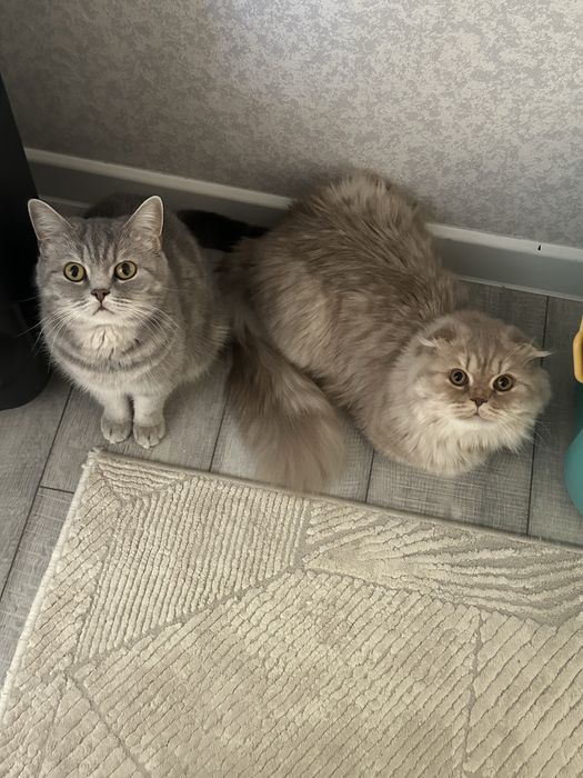 Продам кота срочно Скотиш фолд