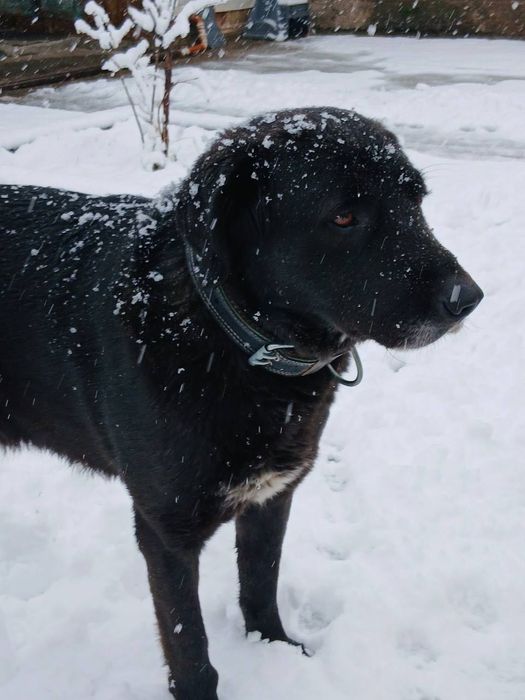 Отдаем в добрые руки собачку по имени Шарик