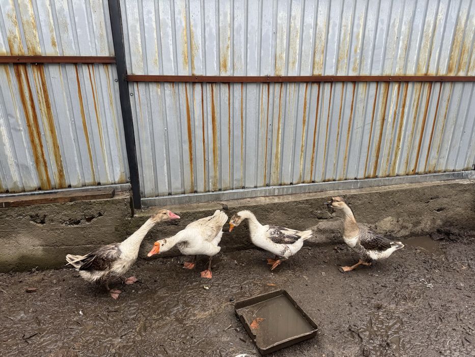 Гусы моладые и крупные