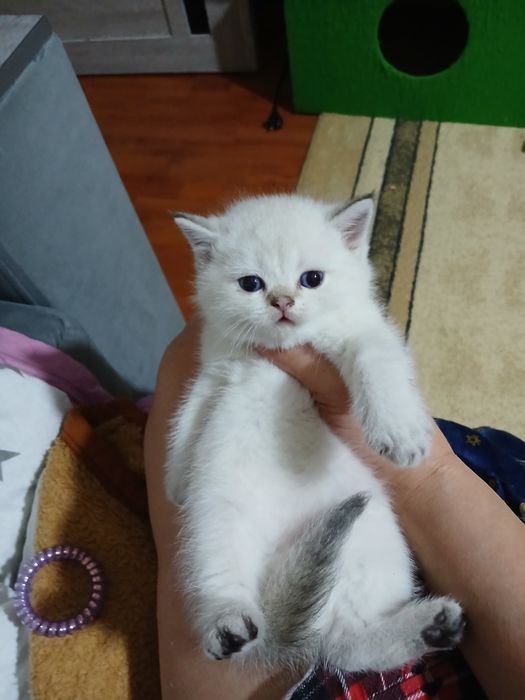 Котята скотиш фолд страйтт