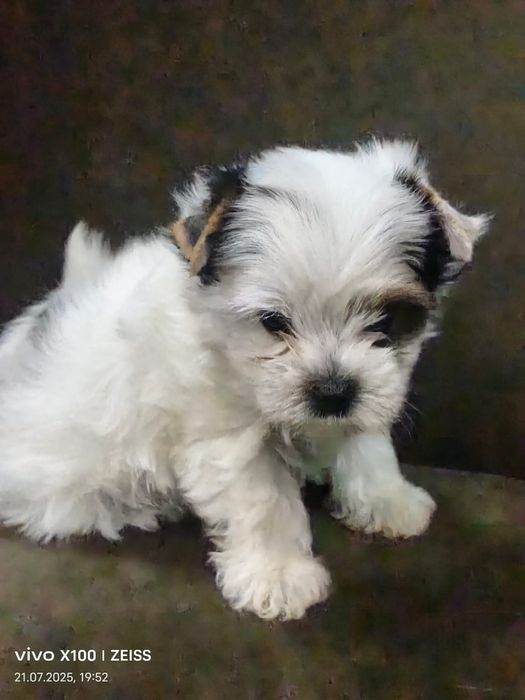 Очаровательные щенки бивера.