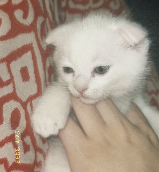 Вислоухий котенок