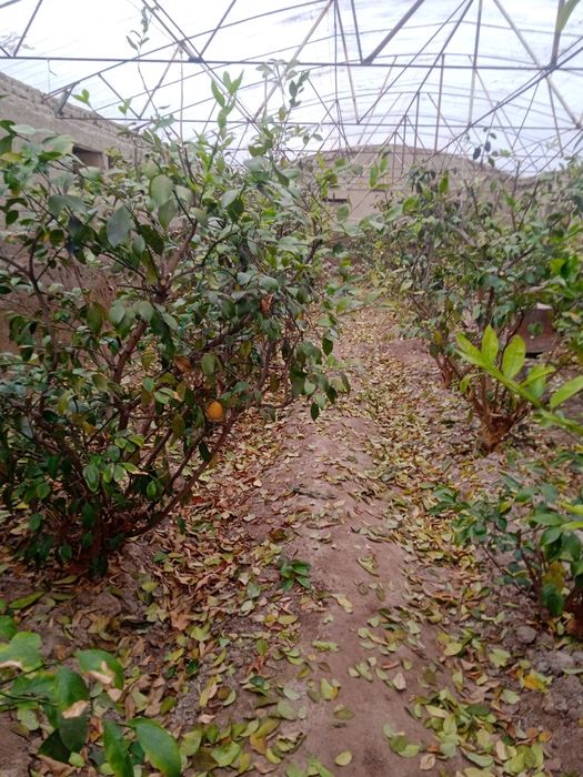 Богбон садовник ландшафт хизмати