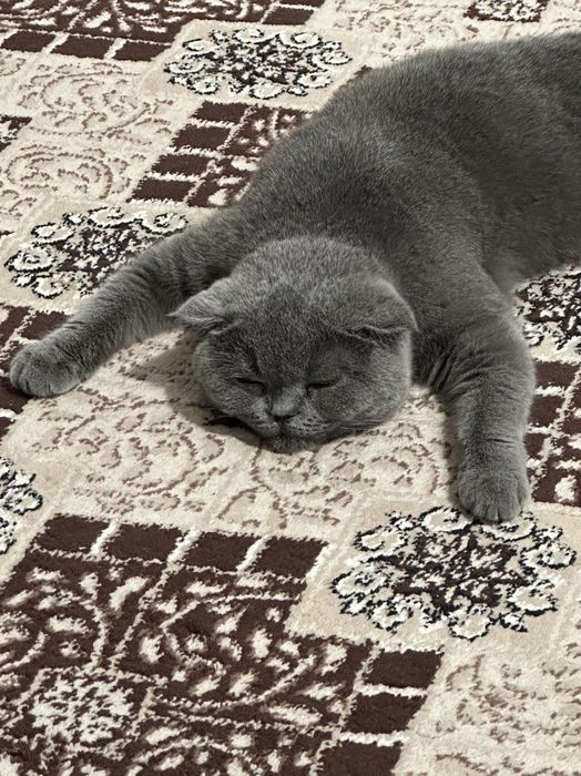 Scottish fold toza parodiya