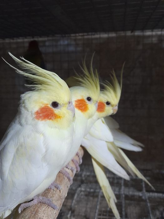 Papagalii nimfe disponibile