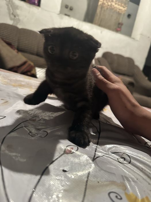 Продам котенка девочку