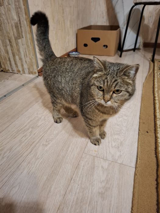 Отдам кошку стерилизована, ловит мышей