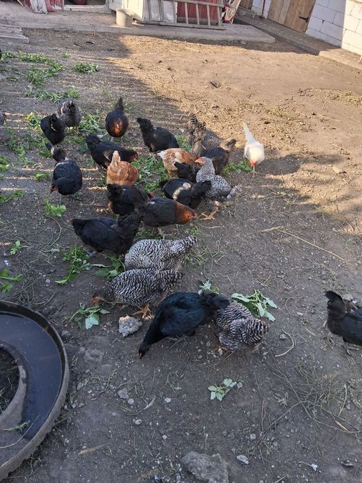 Găini de tară de vânzare