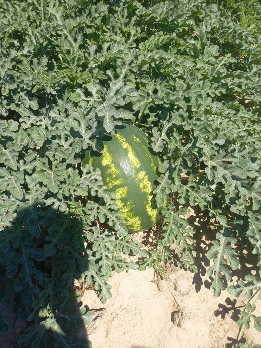Продам Арбузы оптом