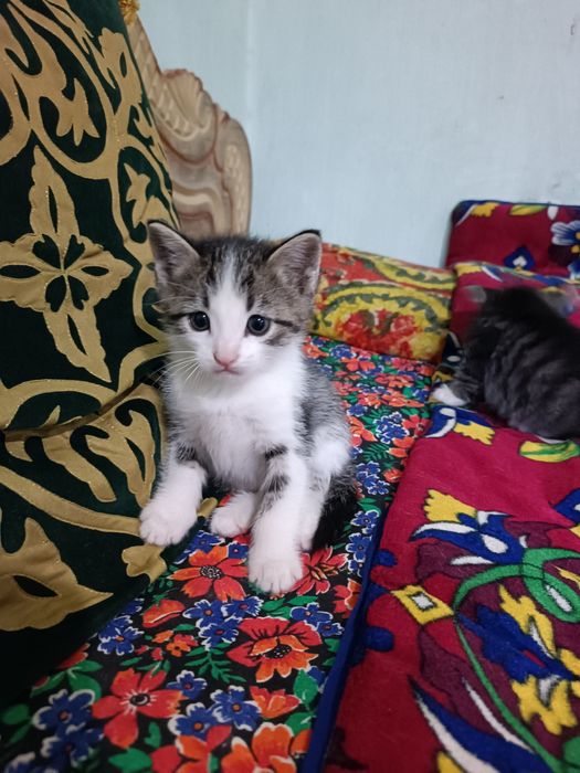 Домашние котенок