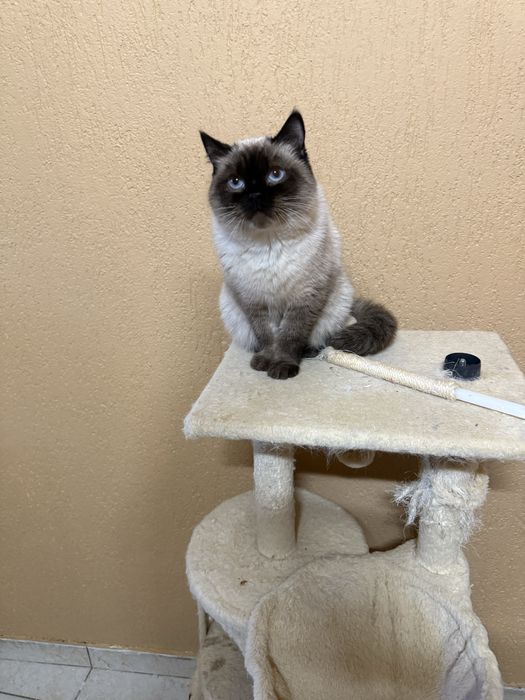 British short hair kitty