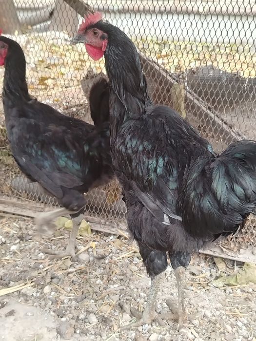 Qorashahzoda jo'ja xo'rozlar sotiladi