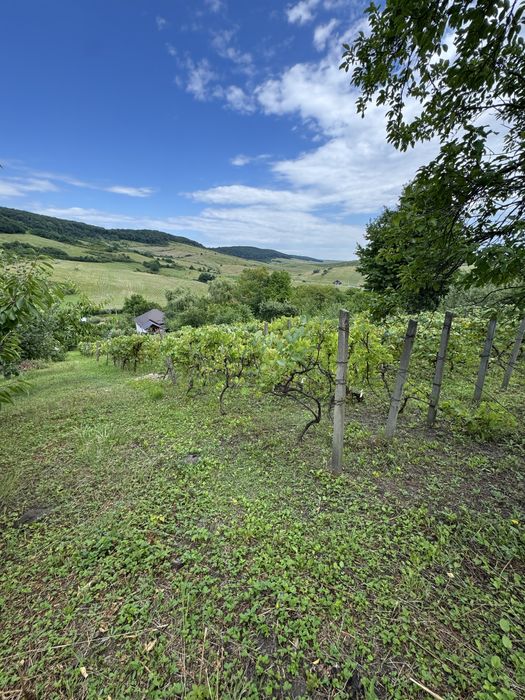 Teren de vanzare Piatra Neant