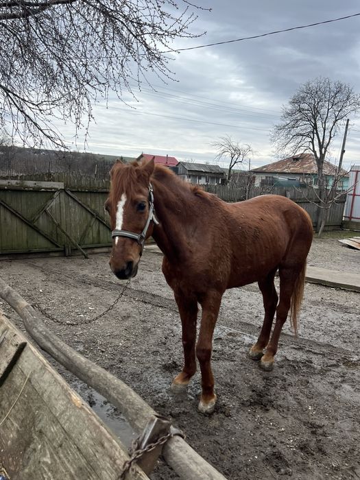 Vând iapă tânără aproximativ 8 ani, sănătoasă și cuminte!