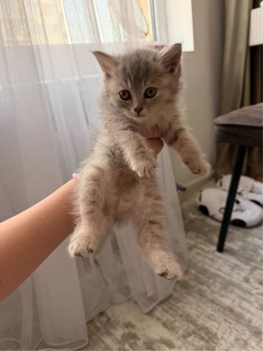 Британский котенок 1,5 мес