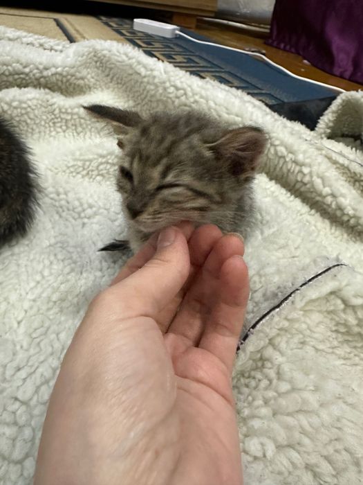 котята / котенок . мысық / марғау